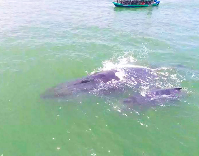 AVISTAMIENTO DE BALLENAS